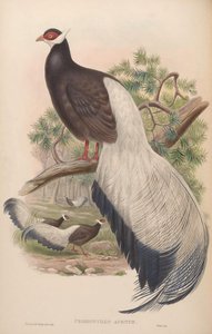 クロスオプティロンオーリタム 作： John Gould